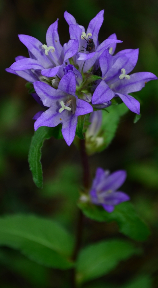 Image of Campanula glomerata specimen.