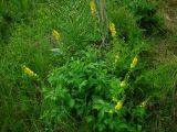 Agrimonia eupatoria. Цветущее растение. Удмуртия, Завьяловский р-н, окр. дер. Дуброво, суходольный луг. 18.07.2009.