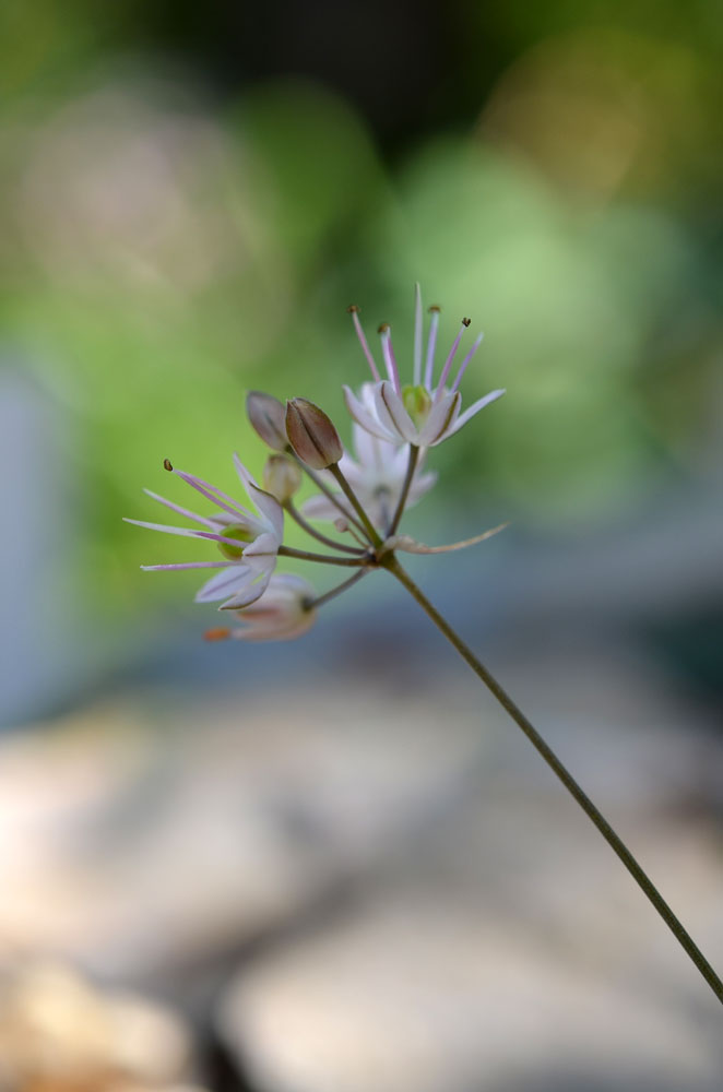 Изображение особи Allium kokanicum.