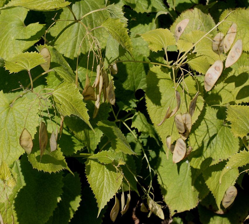 Изображение особи Lunaria rediviva.