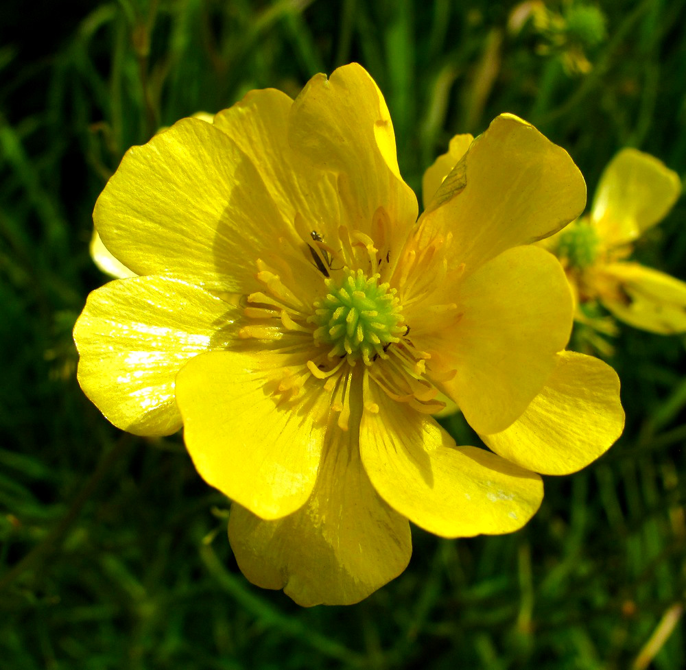 Image of Ranunculus polyanthemos specimen.