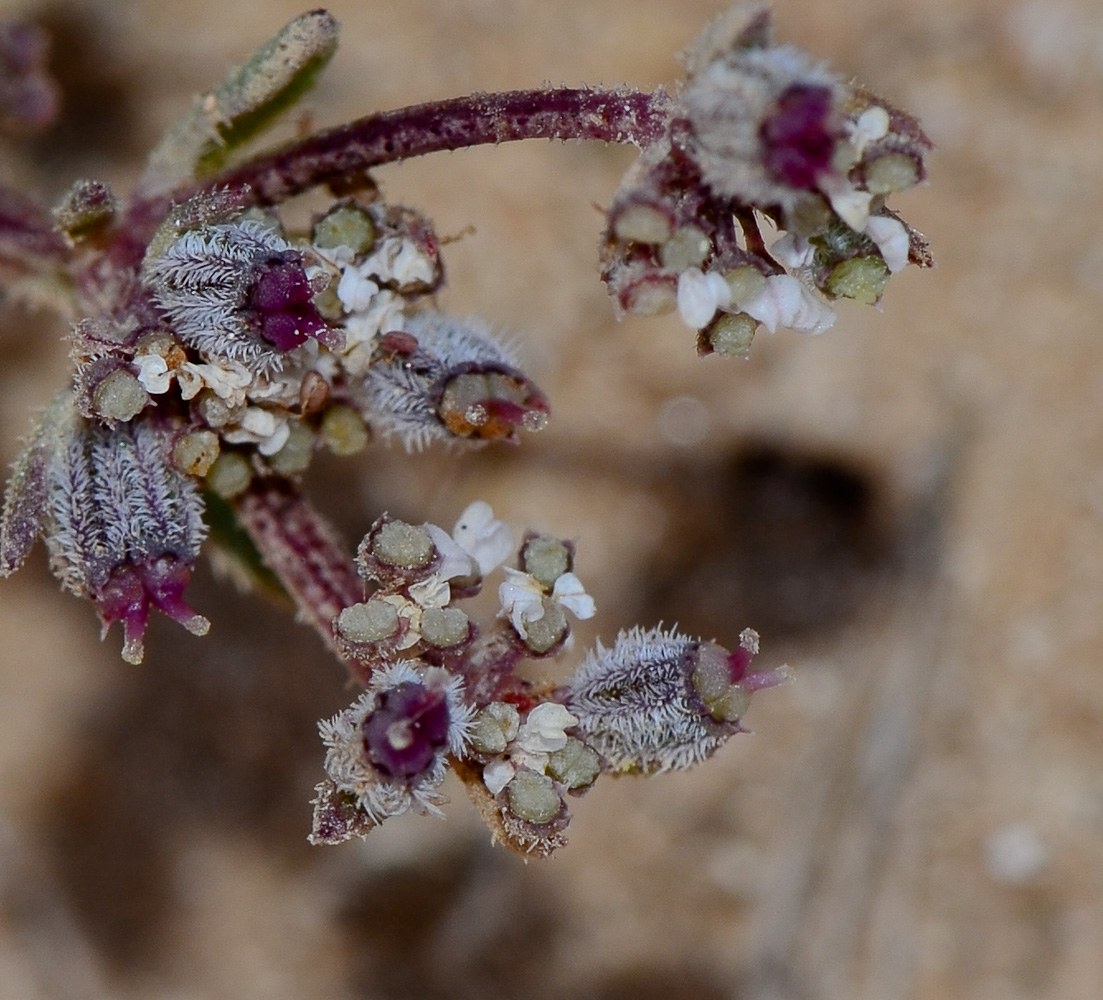 Image of Pseudorlaya pumila specimen.