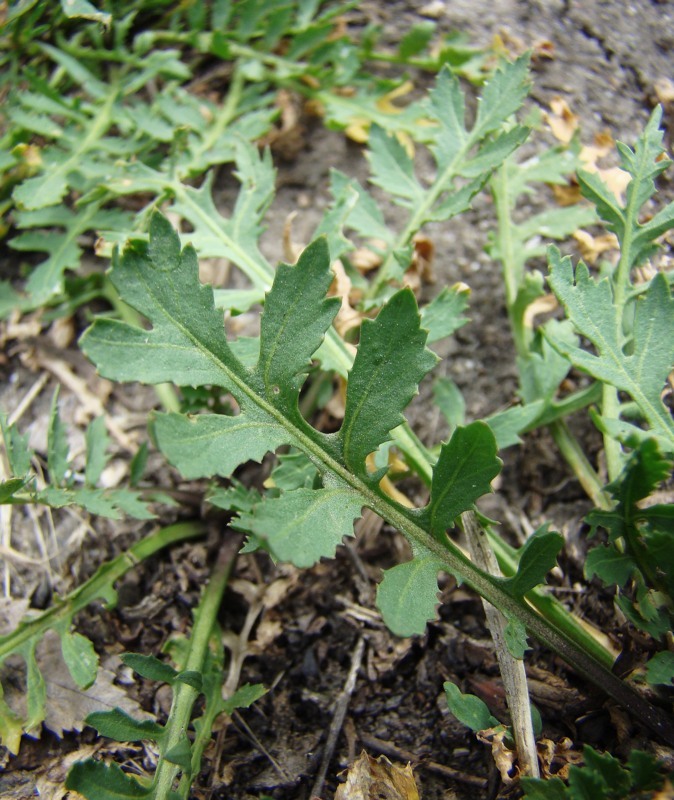 Image of Rorippa sylvestris specimen.