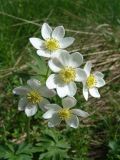 Anemonastrum fasciculatum