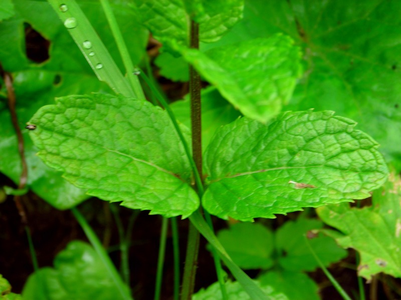 Image of Mentha spicata specimen.