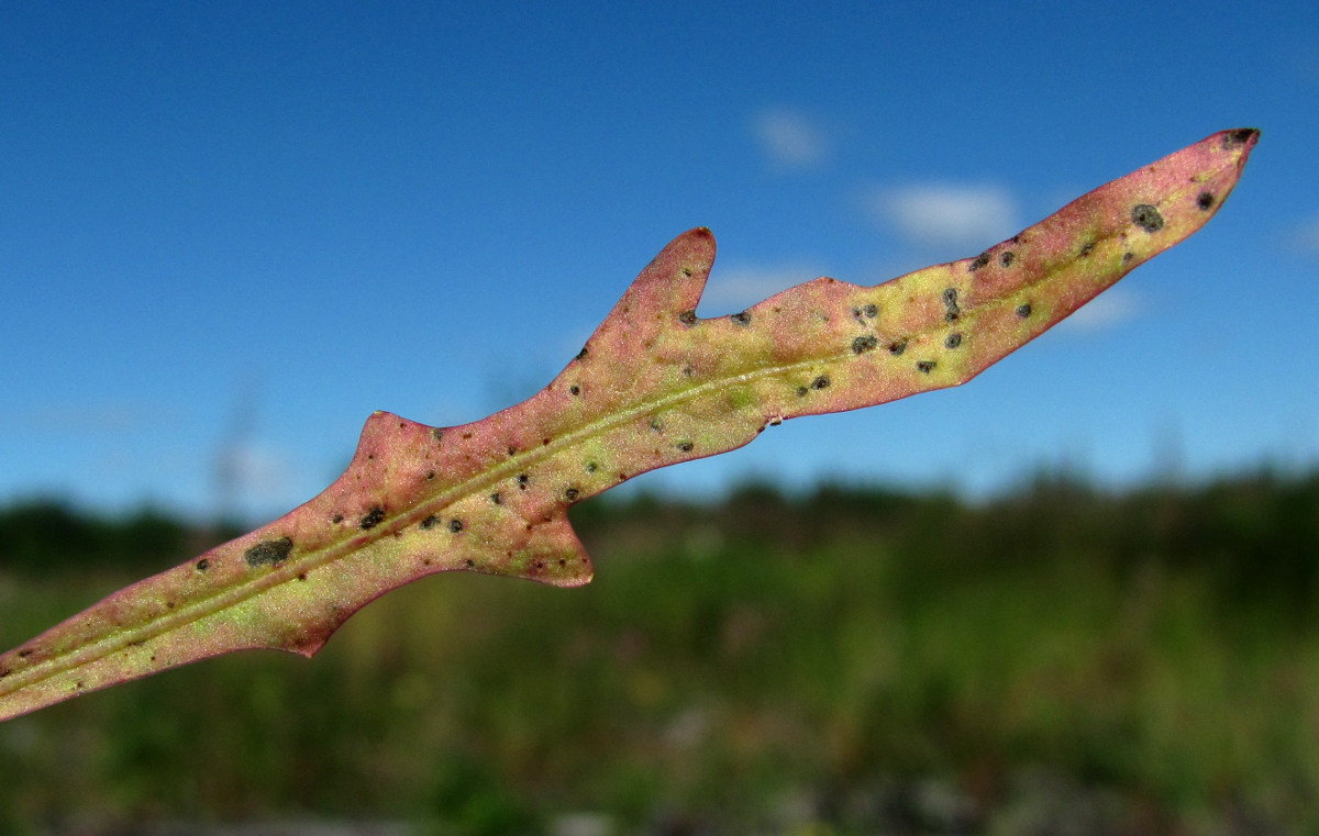 Image of Scorzoneroides autumnalis specimen.