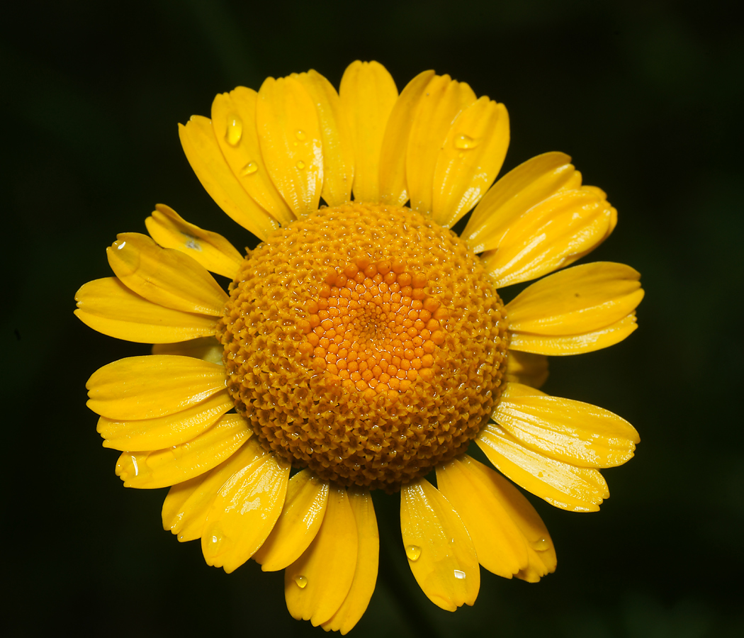 Image of Anthemis tinctoria specimen.