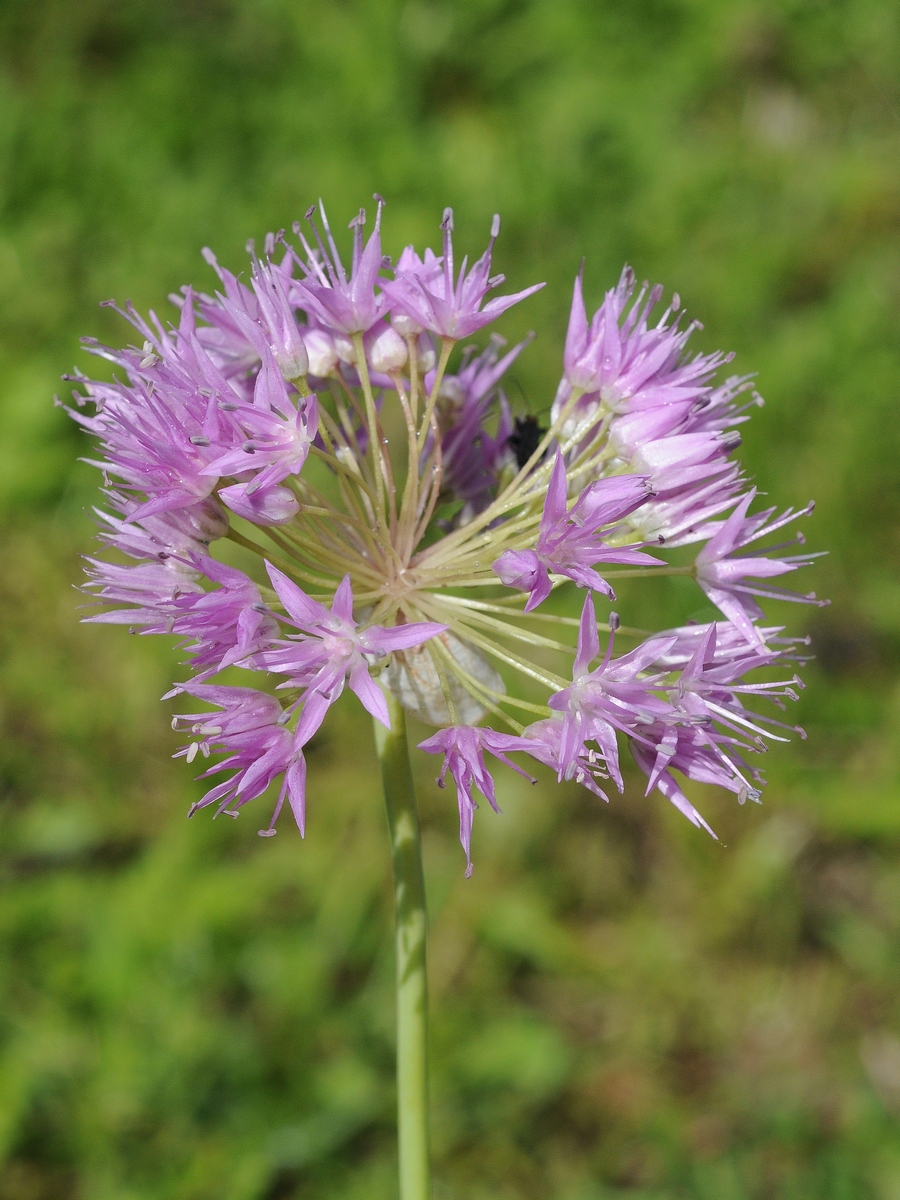 Image of Allium douglasii specimen.