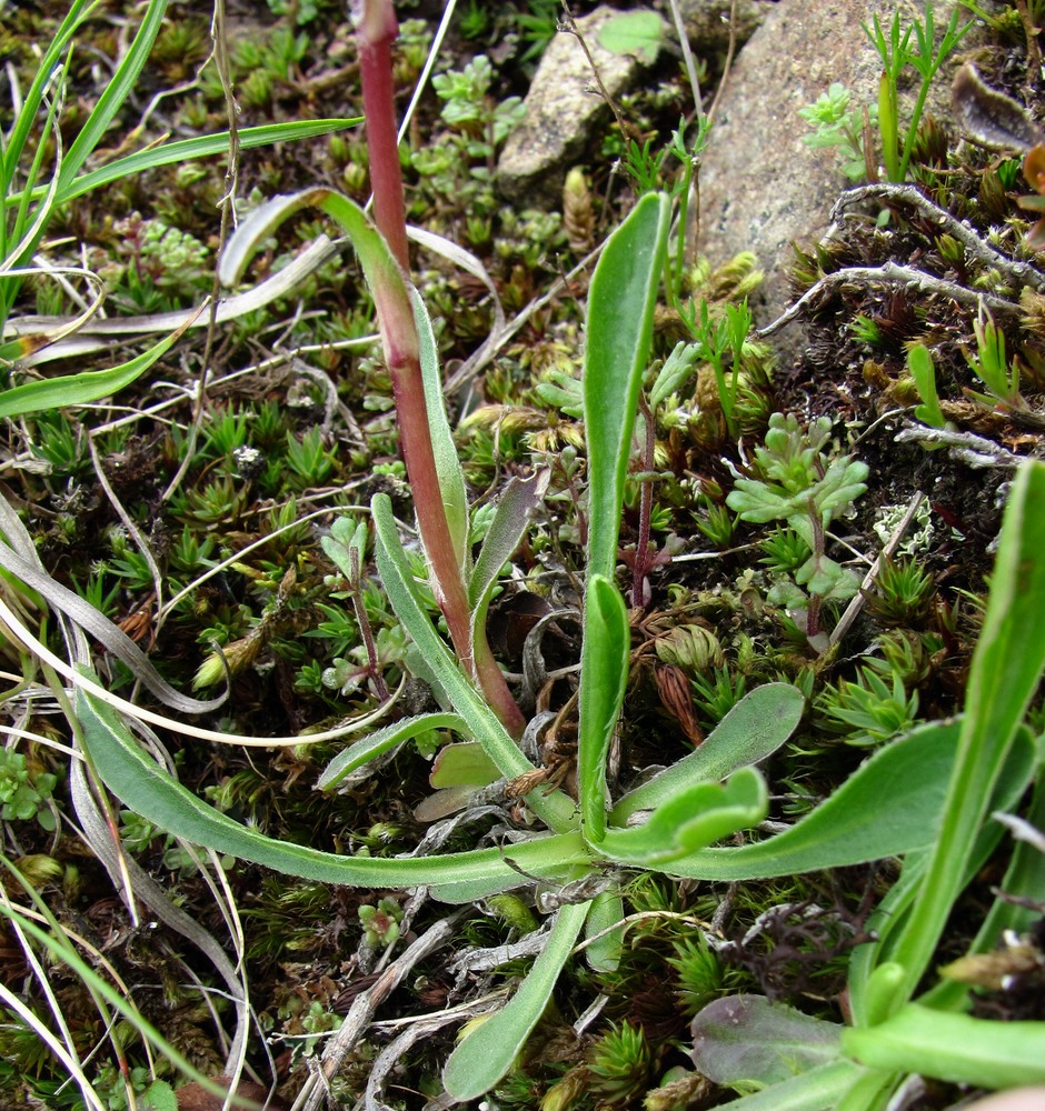 Image of Campanula tridentata specimen.