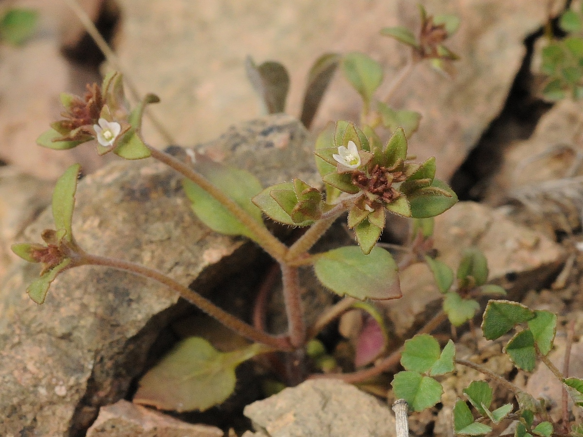 Image of Veronica ferganica specimen.