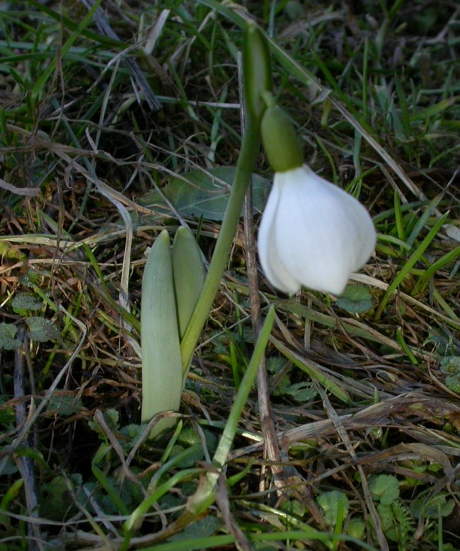 Image of Galanthus bortkewitschianus specimen.