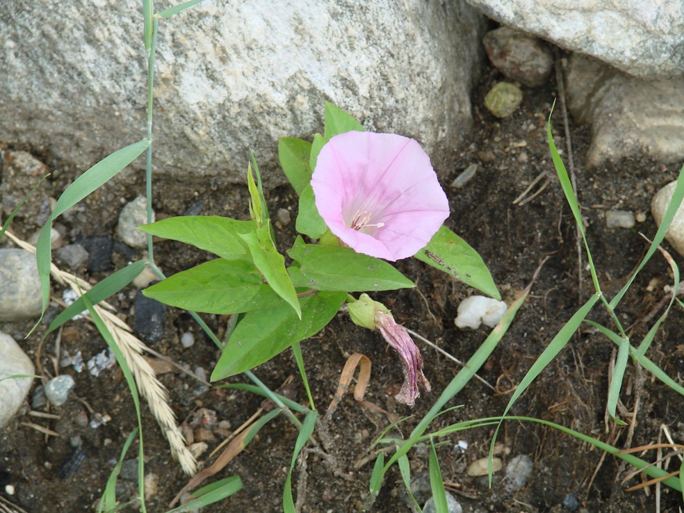 Image of Calystegia inflata specimen.