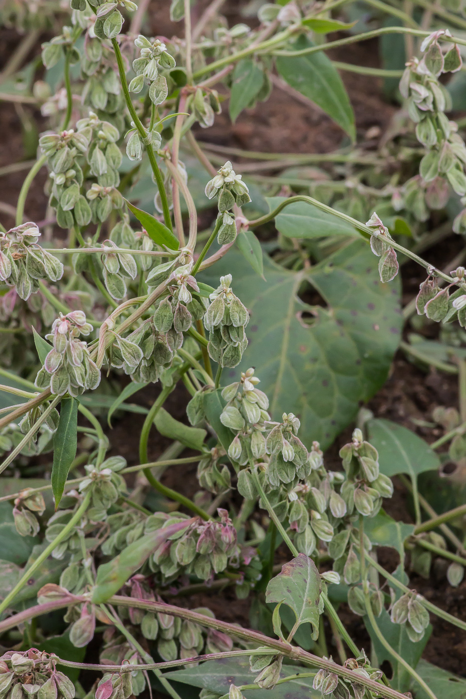 Image of Fallopia convolvulus specimen.