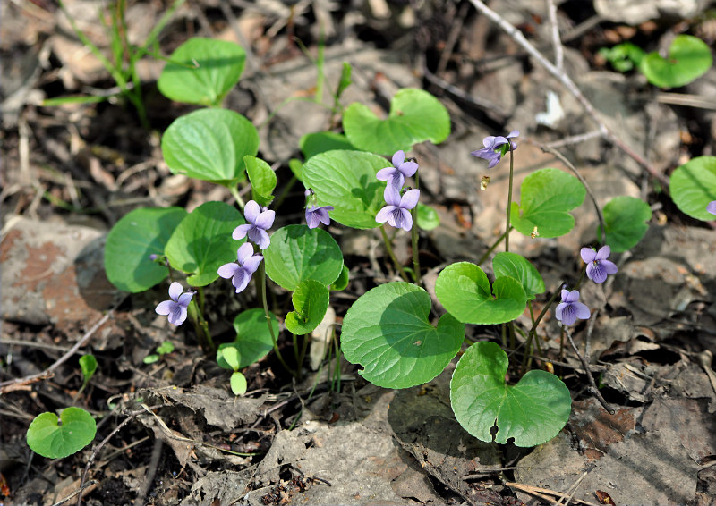 Image of Viola palustris specimen.