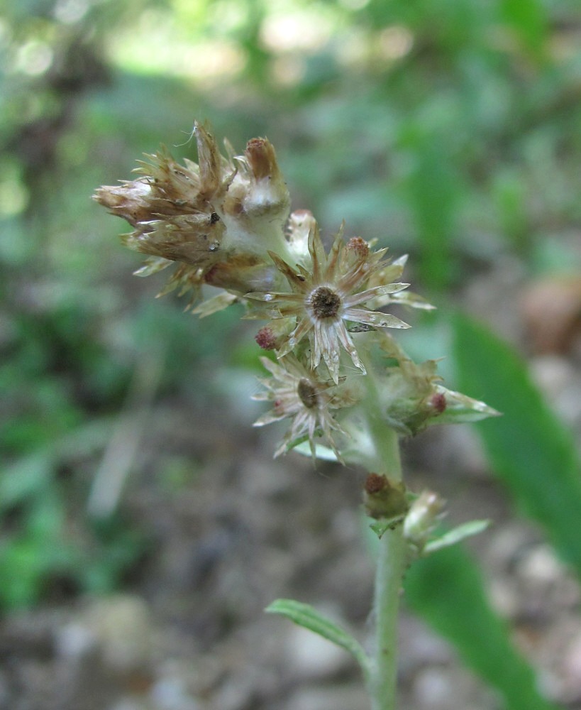 Image of familia Asteraceae specimen.