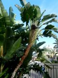 Strelitzia nicolai. Верхушка цветущего растения. Монако, Монте-Карло, французский сад напротив Казино. 23.07.2014.