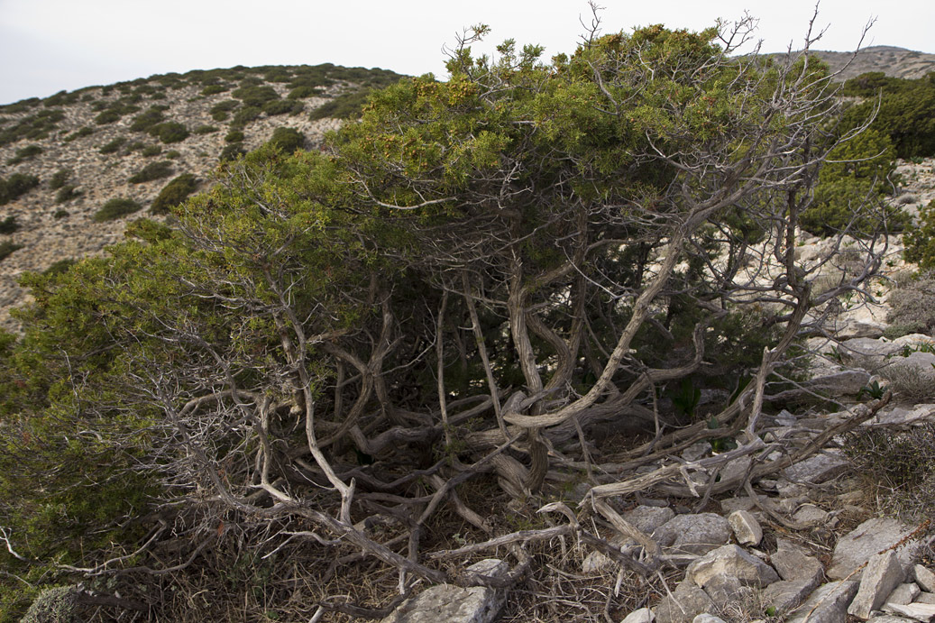 Изображение особи Juniperus phoenicea.