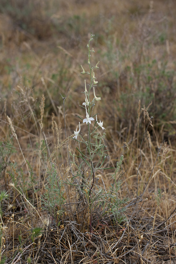 Image of Delphinium camptocarpum specimen.