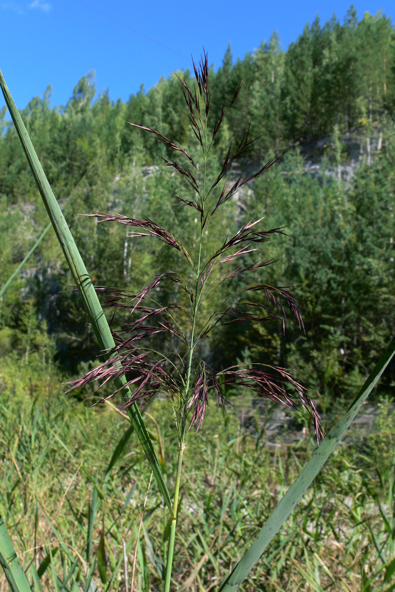 Изображение особи Phragmites australis.