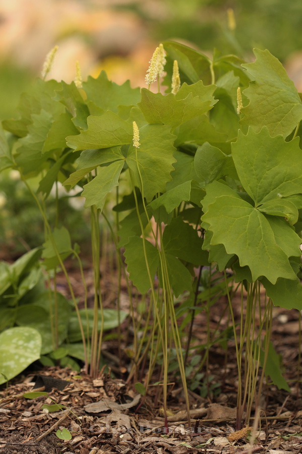 Изображение особи Achlys triphylla.