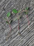 Amelanchier alnifolia