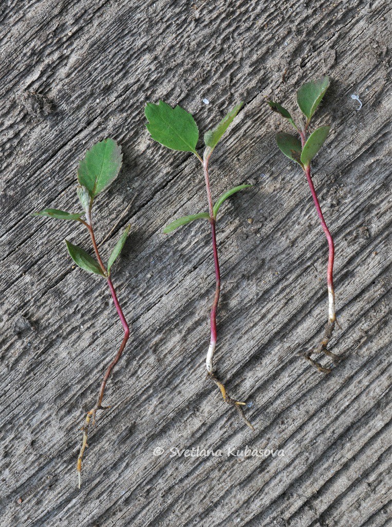 Image of Amelanchier alnifolia specimen.