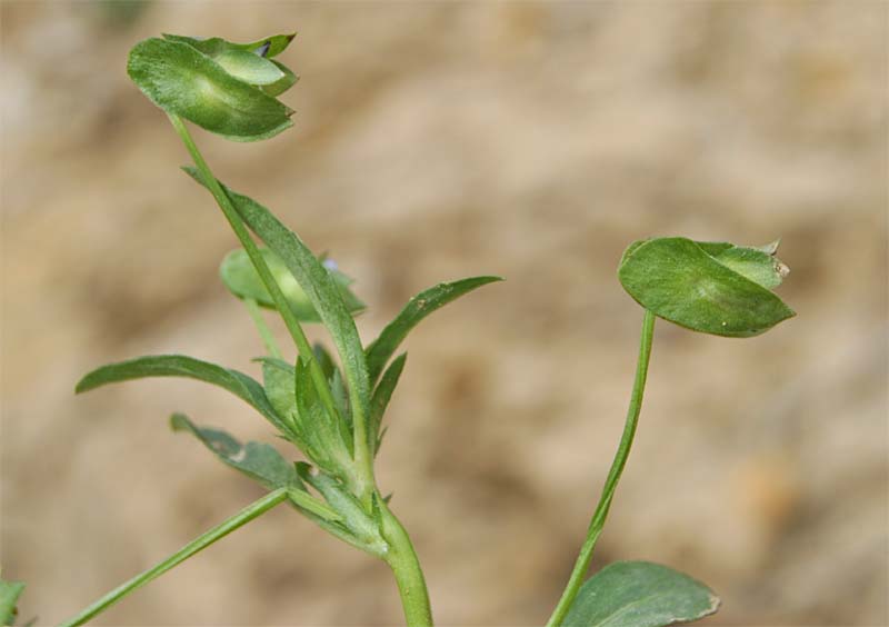 Изображение особи Viola occulta.