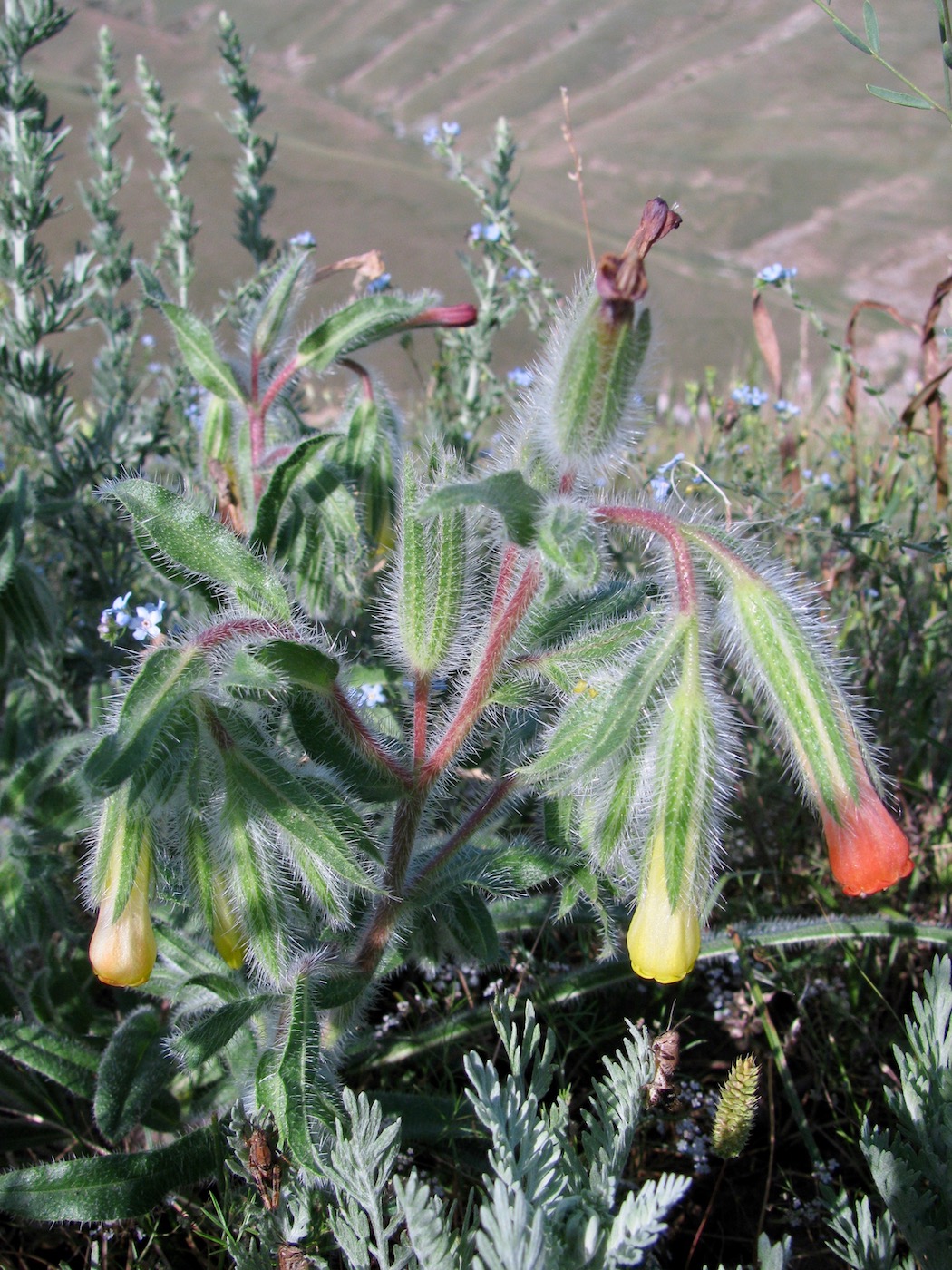 Image of Onosma dichroantha specimen.