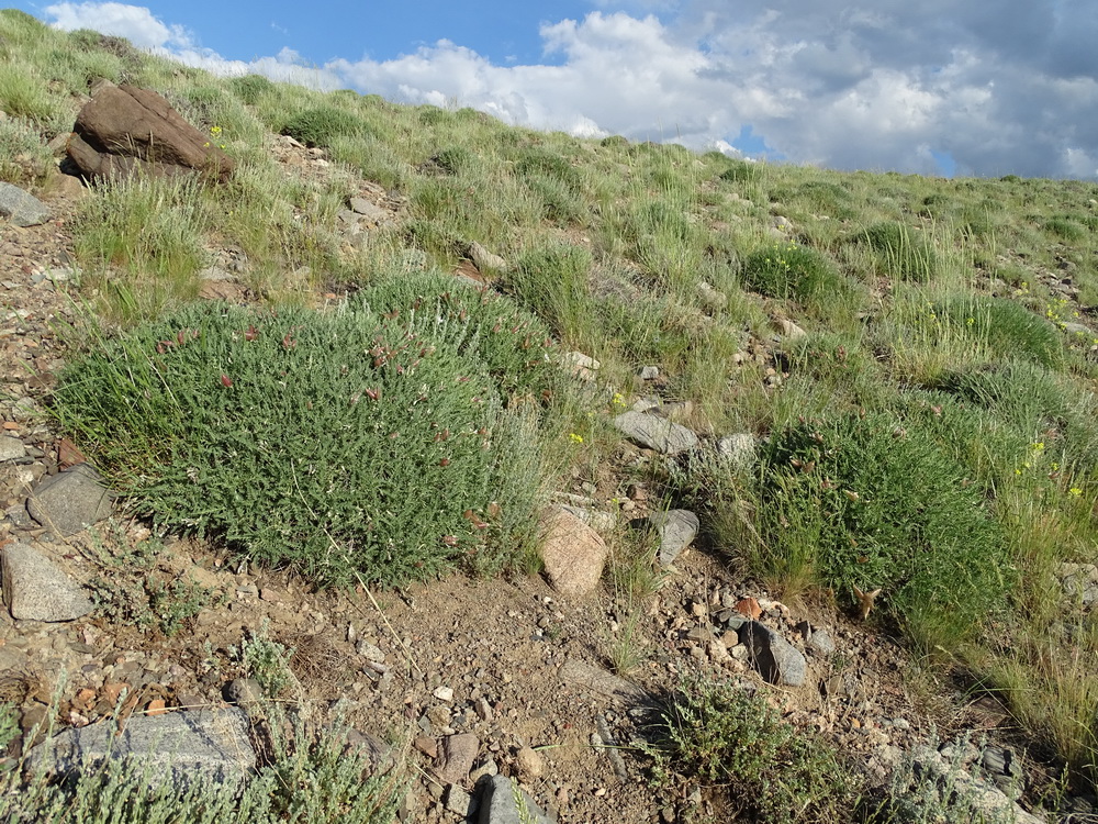 Изображение особи Oxytropis hystrix.