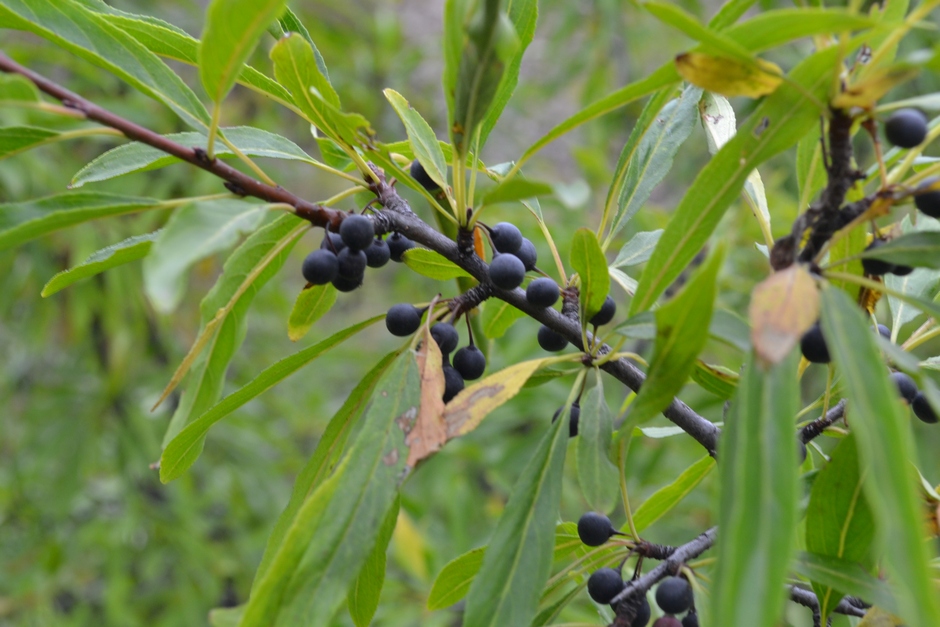 Изображение особи Rhamnus &times; pissjaukovae.