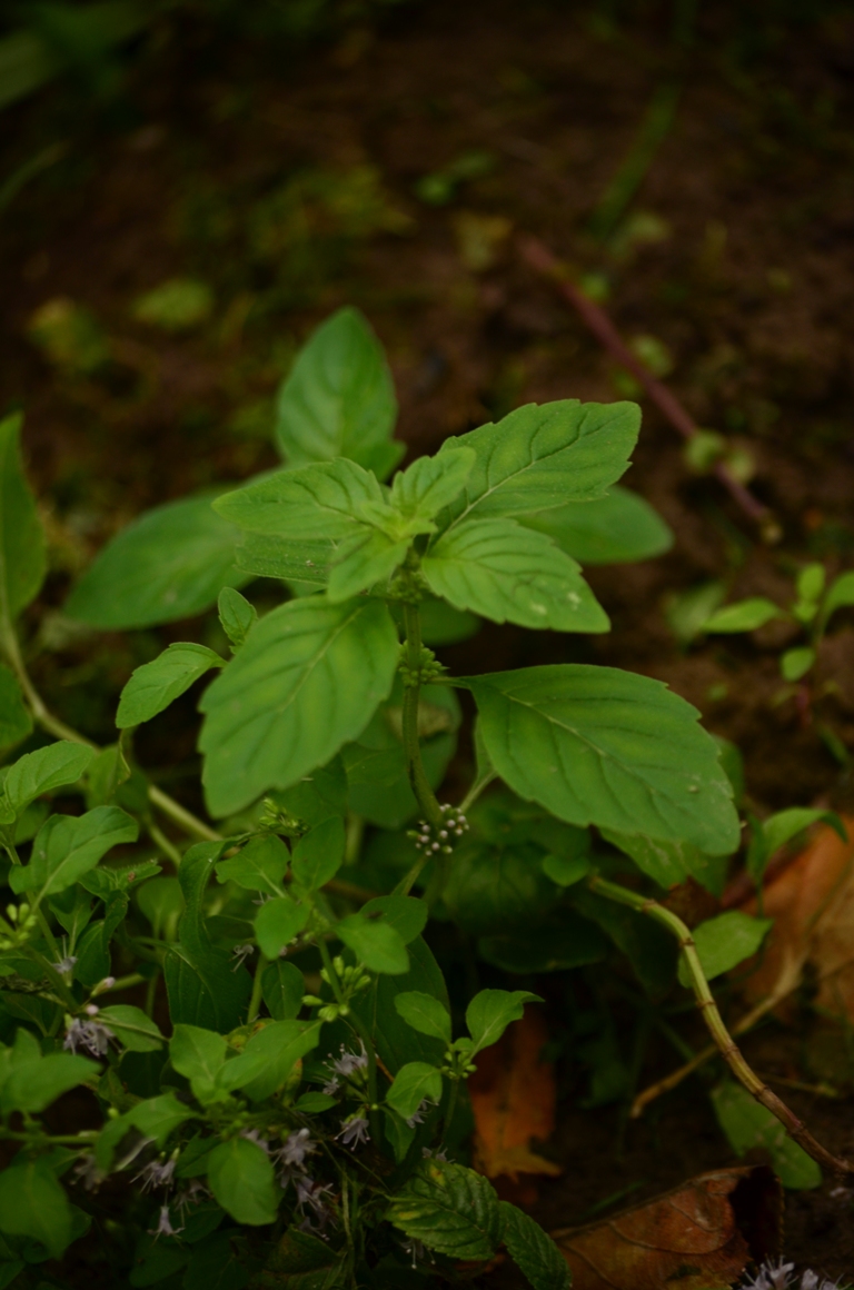 Image of Mentha arvensis specimen.