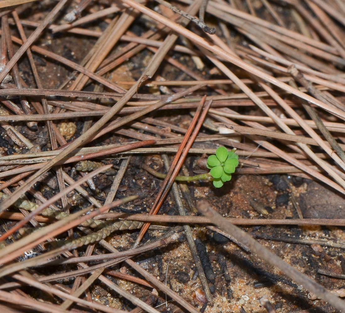 Image of Euphorbia peplus specimen.