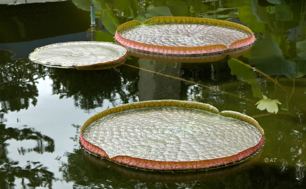 Изображение особи Victoria amazonica.