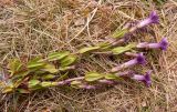 Gentianella caucasea. Выкопанные цветущие растения. Карачаево-Черкесия, Карачаевский р-н, ущелье Чиринкол, низкотравный субальпийский луг на склоне горы Кийны-кая (3409), выс. ≈ 1800 м н.у.м. 30.07.2016.