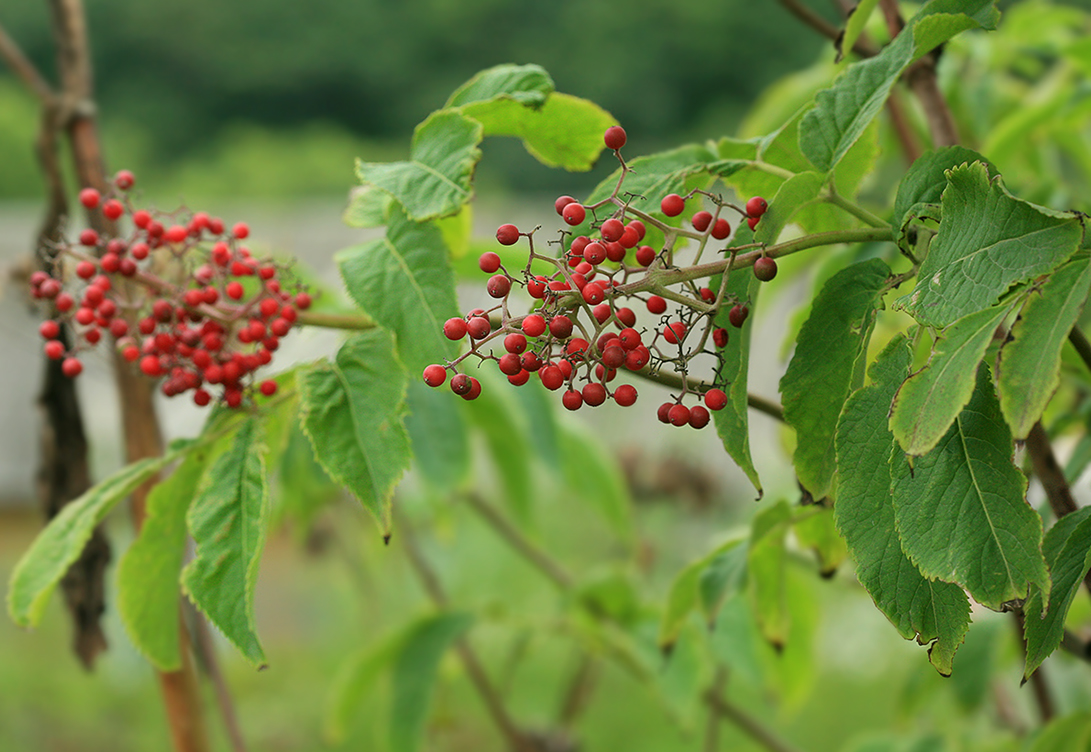 Изображение особи Sambucus miquelii.