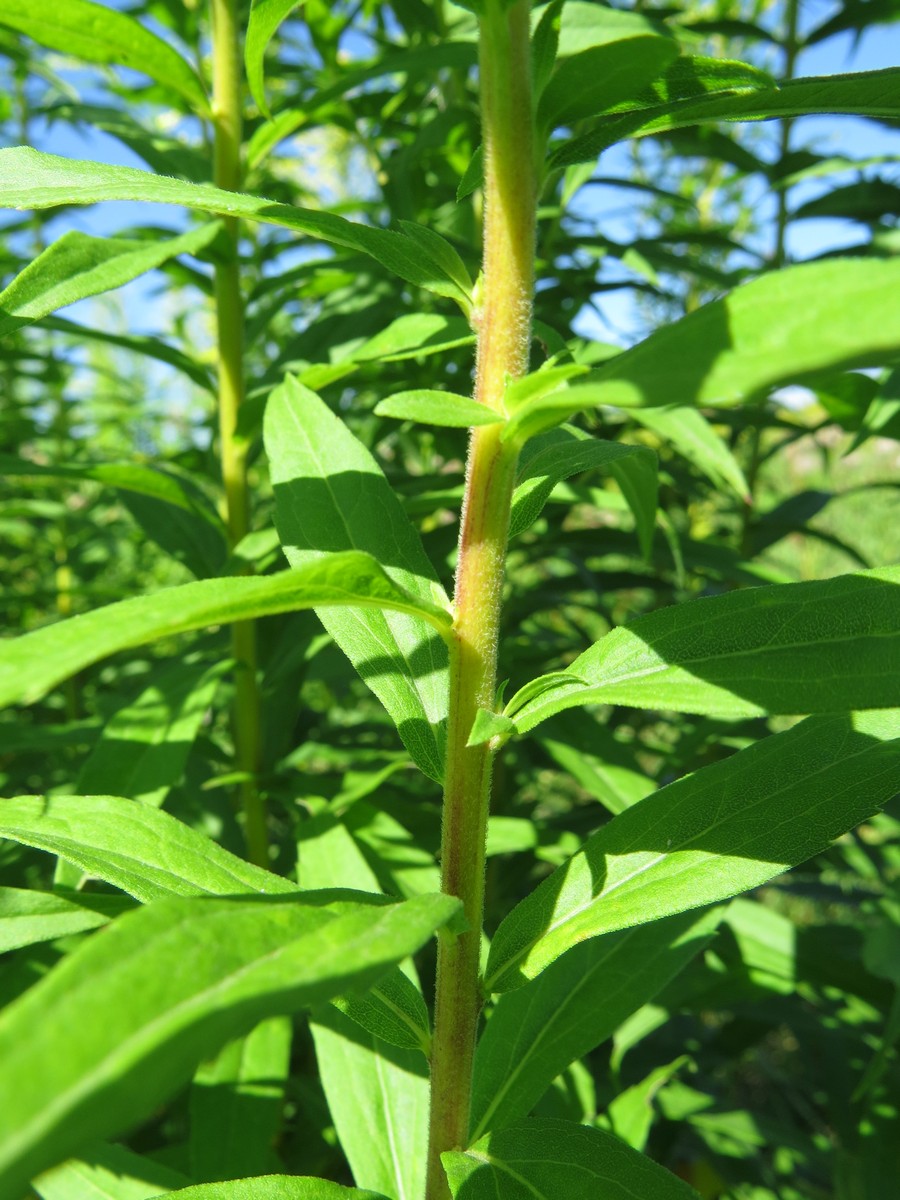 Image of Solidago canadensis specimen.