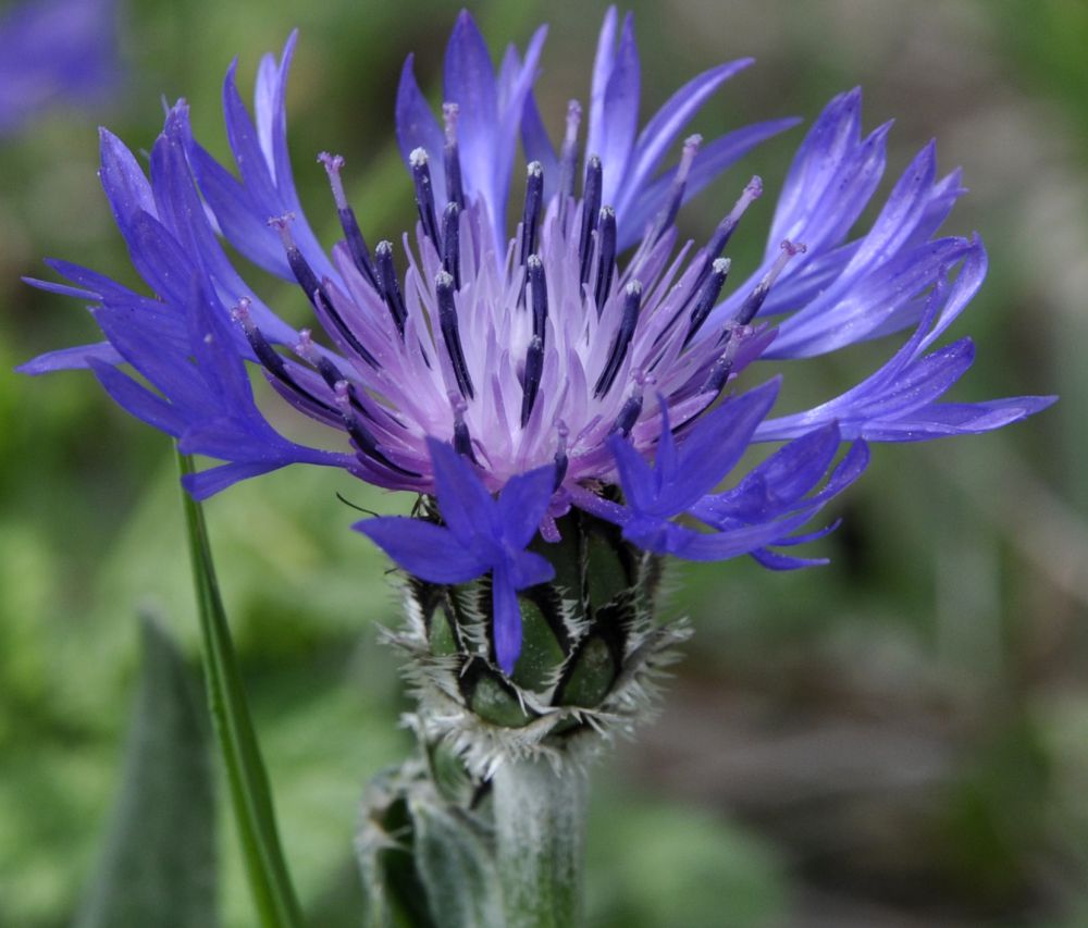 Изображение особи Centaurea triumfettii ssp. axillaris.