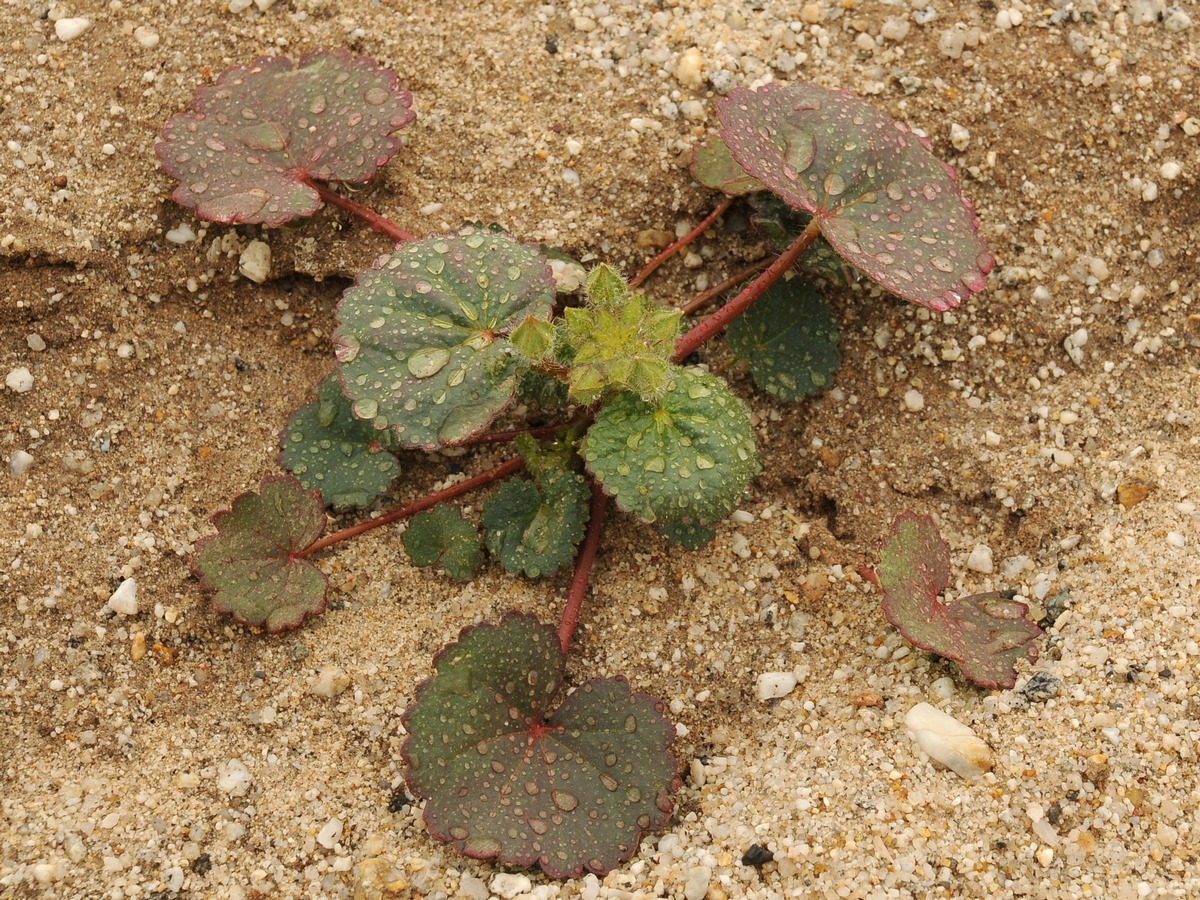 Image of Eremalche rotundifolia specimen.