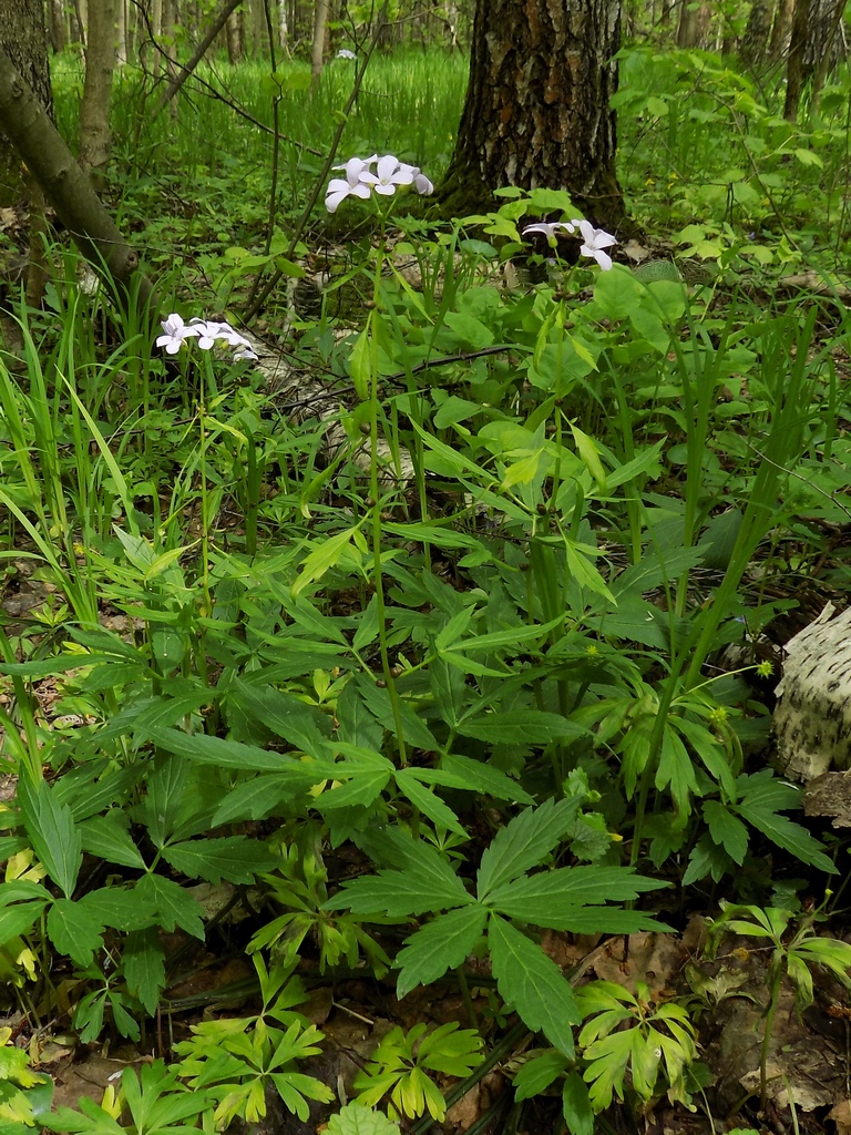 Image of Cardamine bulbifera specimen.