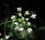 Pimpinella tripartita. Зонтичек (вид с обратной стороны). Краснодарский край, Абинский р-н, окр. пос. Новый, широколиственный лес близ р. Хабль. 05.06.2017.