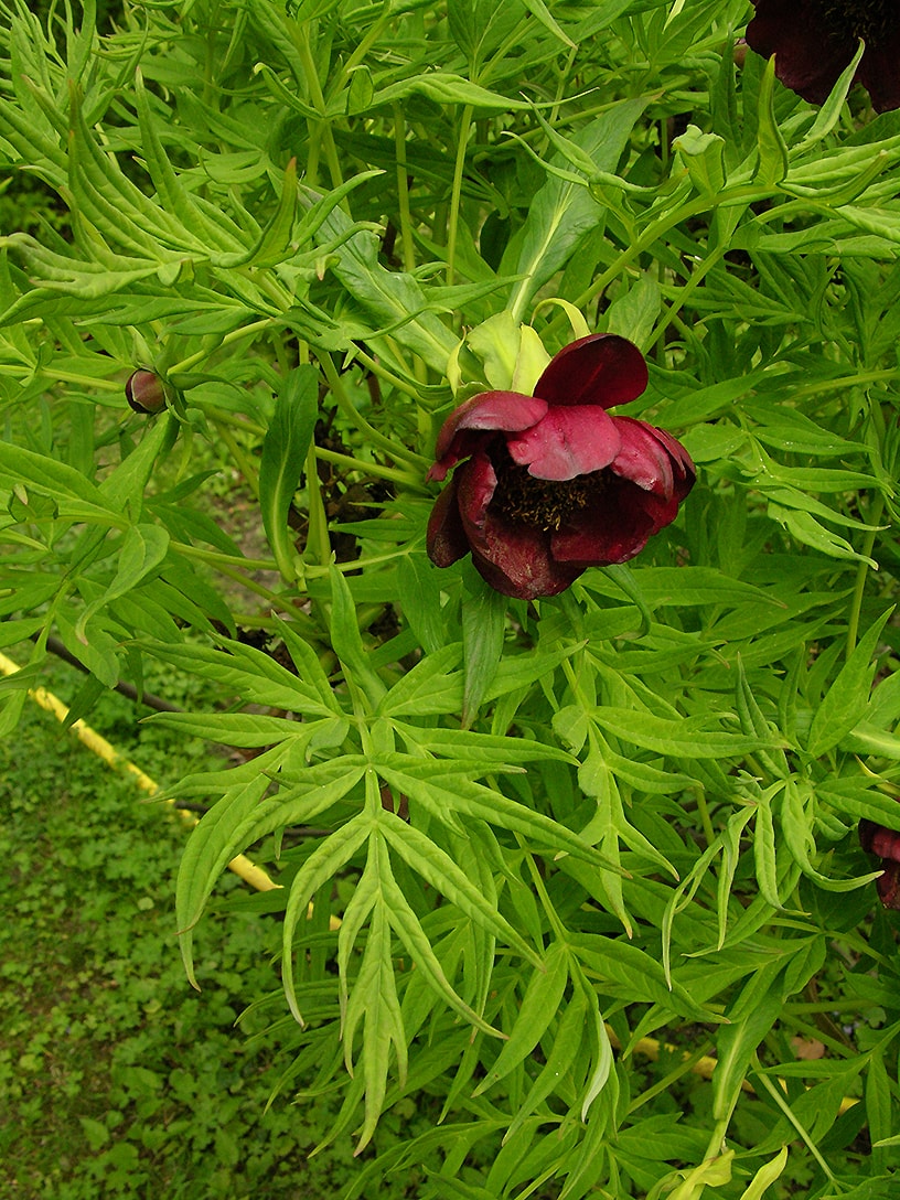 Изображение особи Paeonia delavayi.