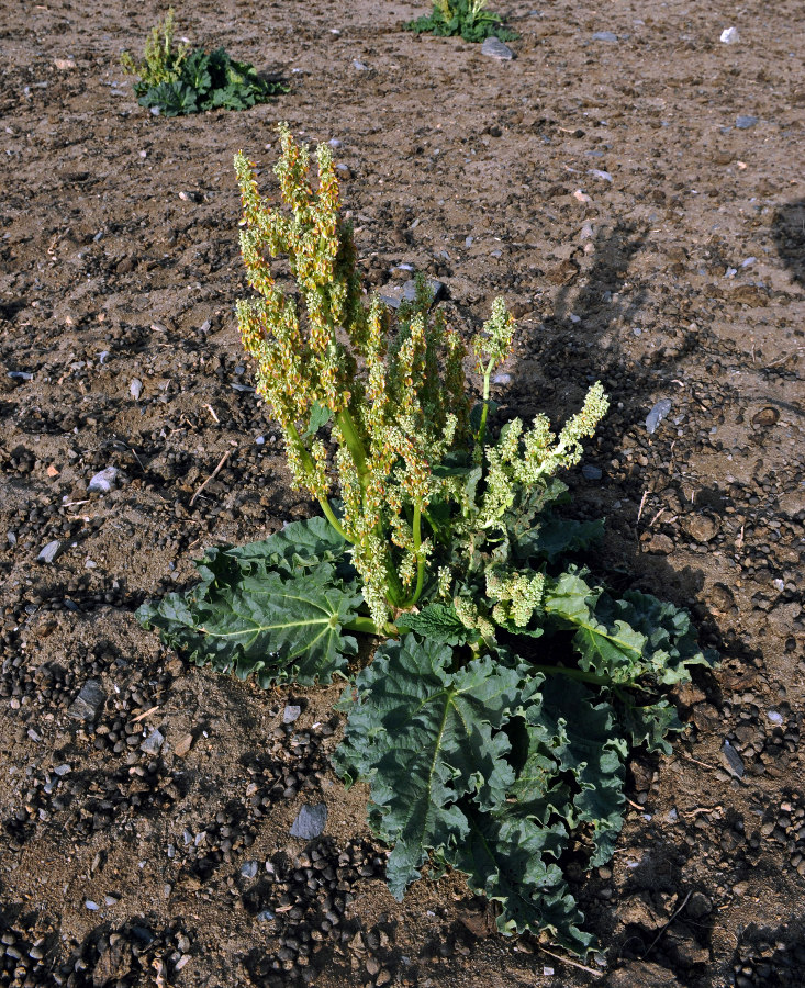 Image of Rheum rhabarbarum specimen.