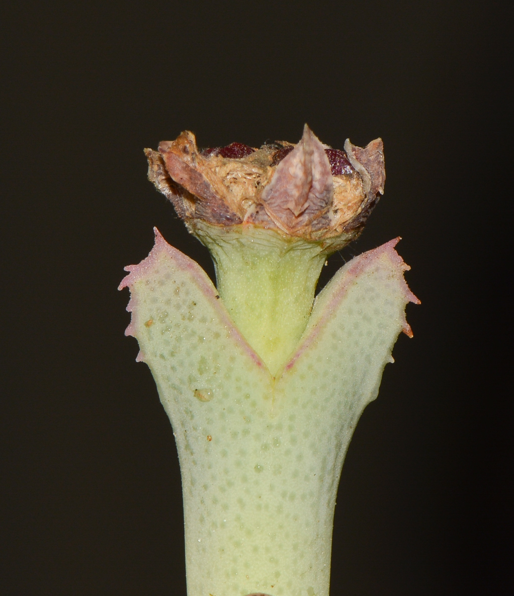 Image of Ruschia perfoliata specimen.