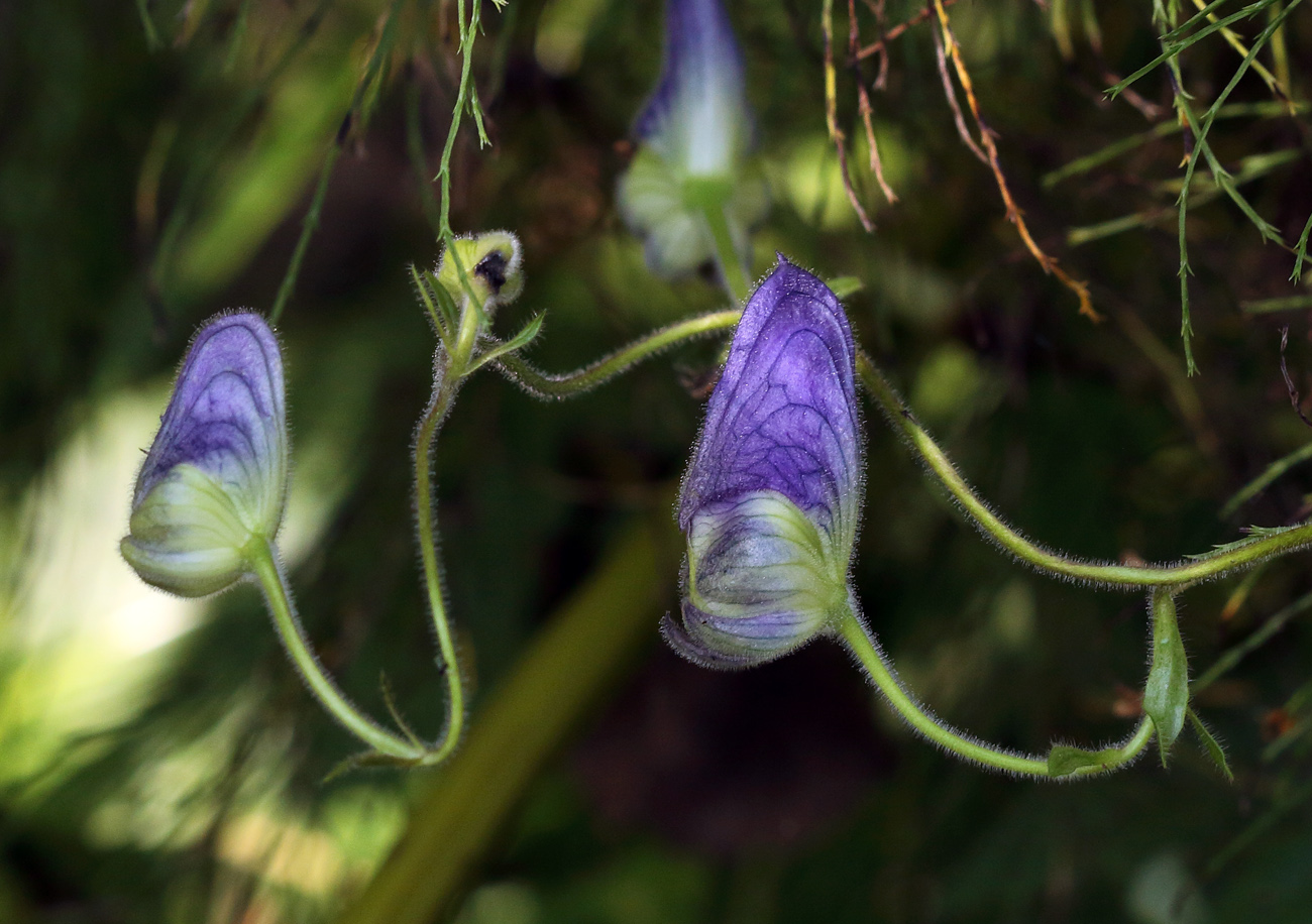 Image of Aconitum volubile specimen.