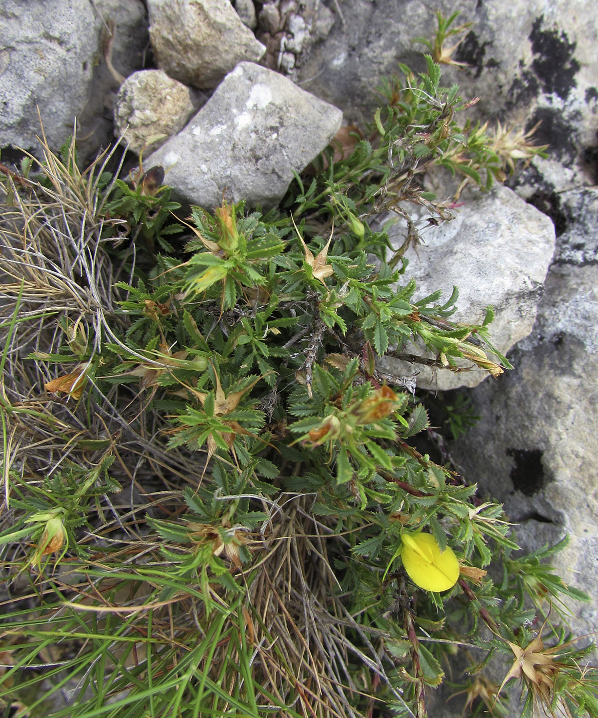 Image of Ononis minutissima specimen.