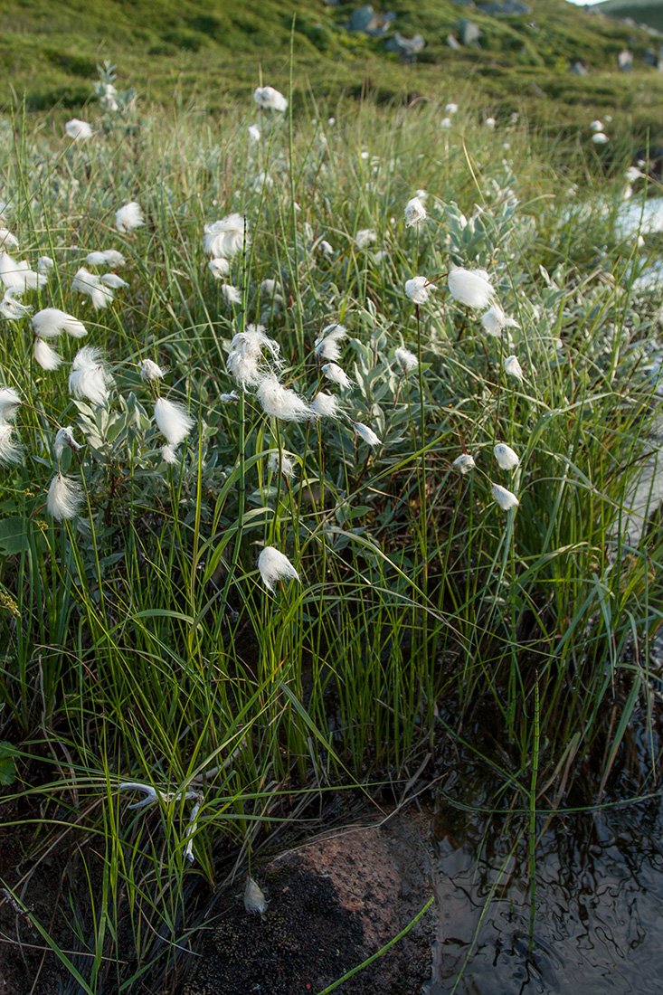 Image of Eriophorum angustifolium specimen.