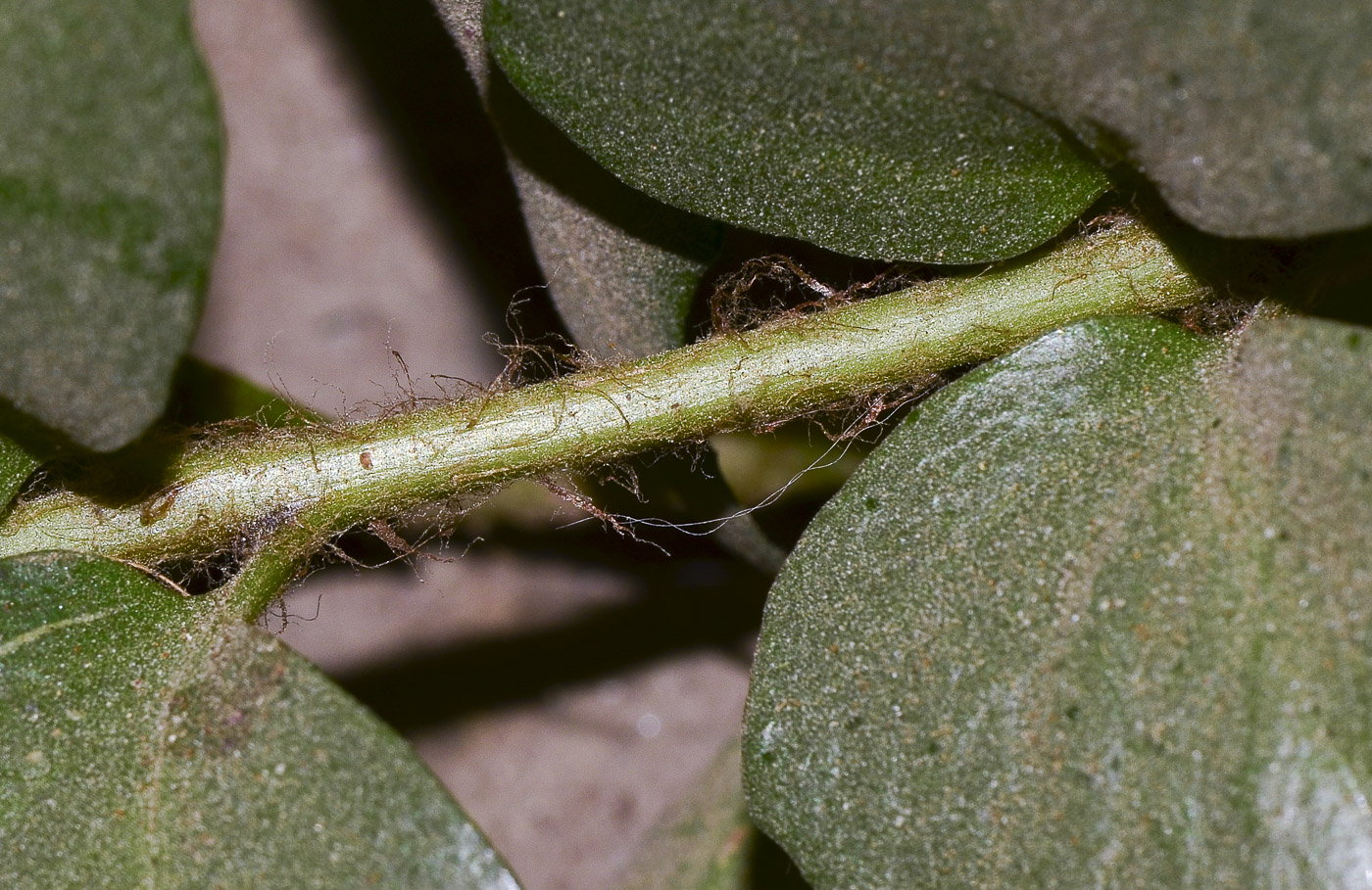 Image of Cyrtomium falcatum specimen.