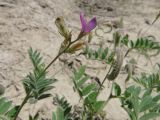 Astragalus bakaliensis. Верхушки побегов с цветками и плодами. Таджикистан, Хатлонская обл., Джиликульский р-н, заповедник \"Тигровая балка\". 23.04.2017.