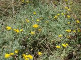 Achillea vermicularis