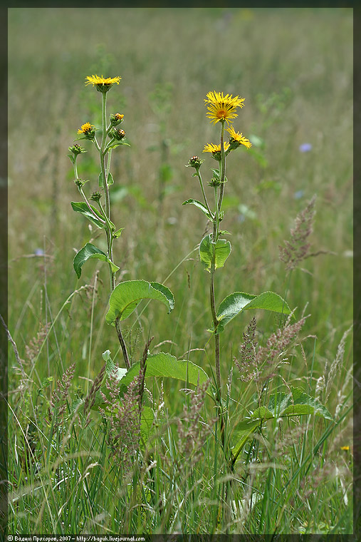 Image of Inula helenium specimen.